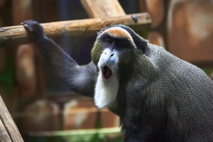 Мартышка Бразза. 