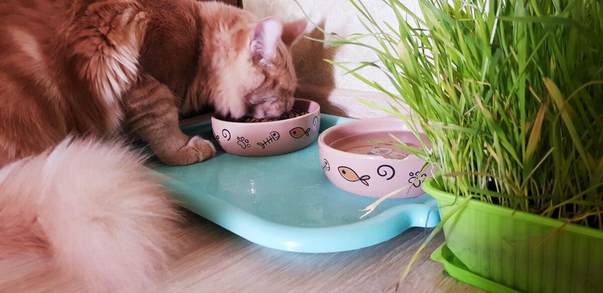 Место для Кормления