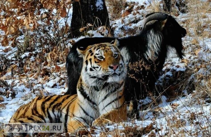 Фото: приморский сафари-парк