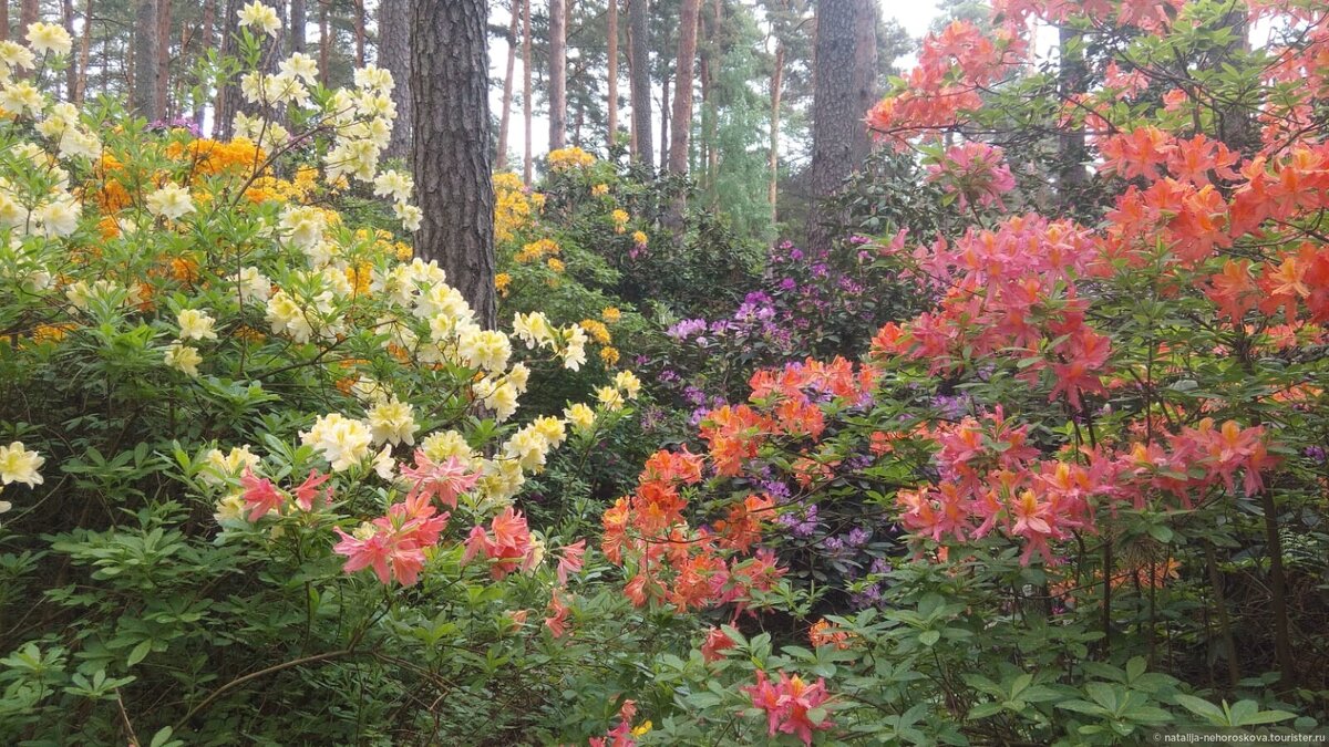 Питомник Бабите, рододендроны, фото с сайта Туристер