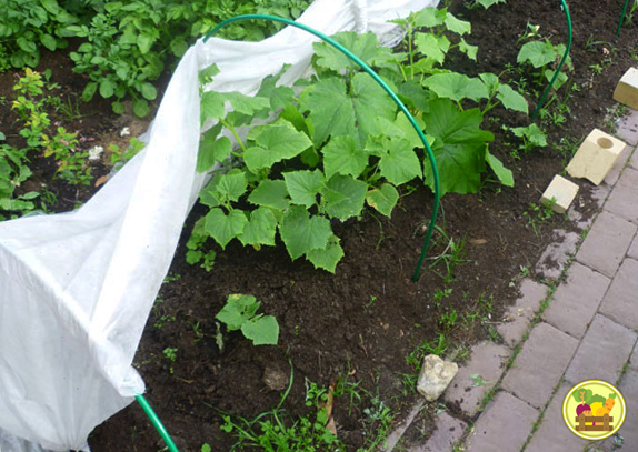 Парник с дугами и укрывным материалом