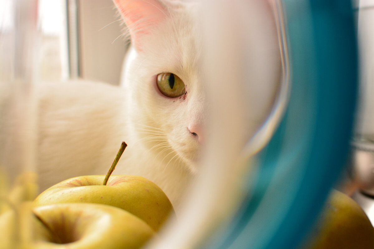кошачий взгляд 