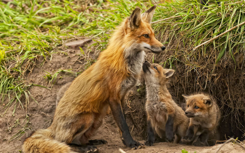 Рыжая лисица и детеныши у норы