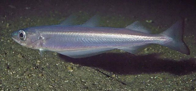 фото с poleznii-site.ru