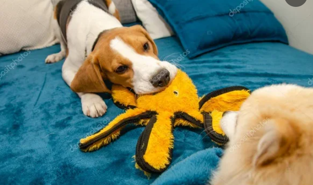 изображение из открытого доступа в сети интернет