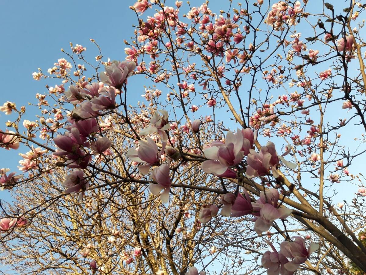 Тюльпановое дерево (рядом с Казачьим рынком)