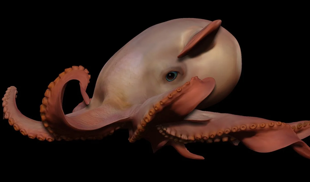 Осьминог Дамбо Grimpoteuthis