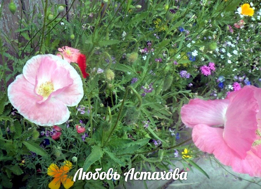 Мы все разные. Посмотрите на цветы, птиц, животных: - никто из них даже не пытается быть похожим на соседа. Они находятся в собственном счастье и живут уникальной жизнью. 