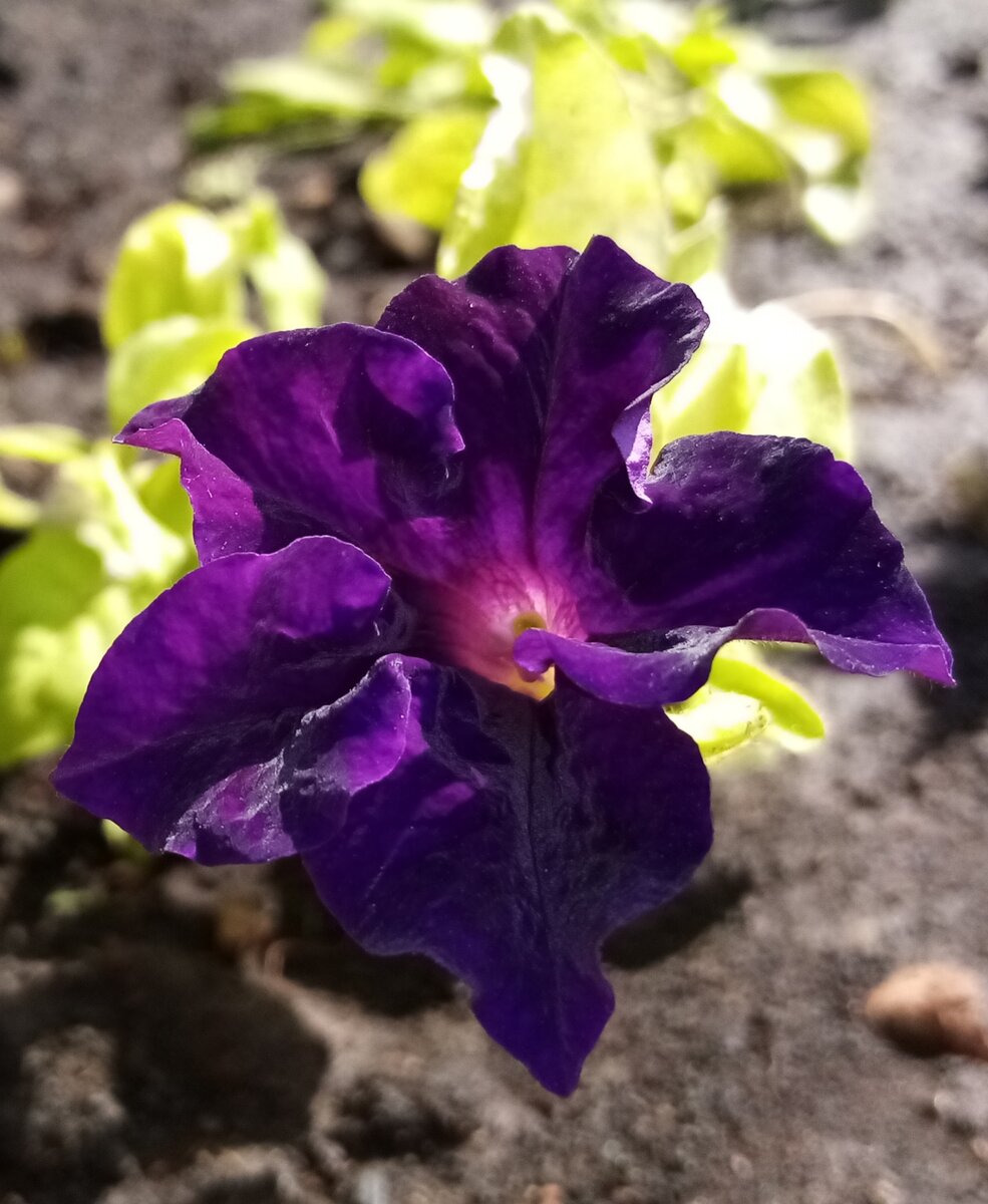 Зацветет первая петуния, которая принесла разочарование - она должна быть синей, а на деле оказалась фиолетовой. 