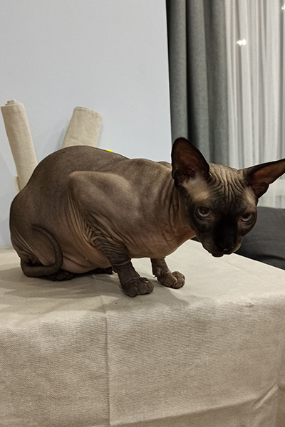 Питомец сыт и доволен, считаем минуты до следующего "обеда"