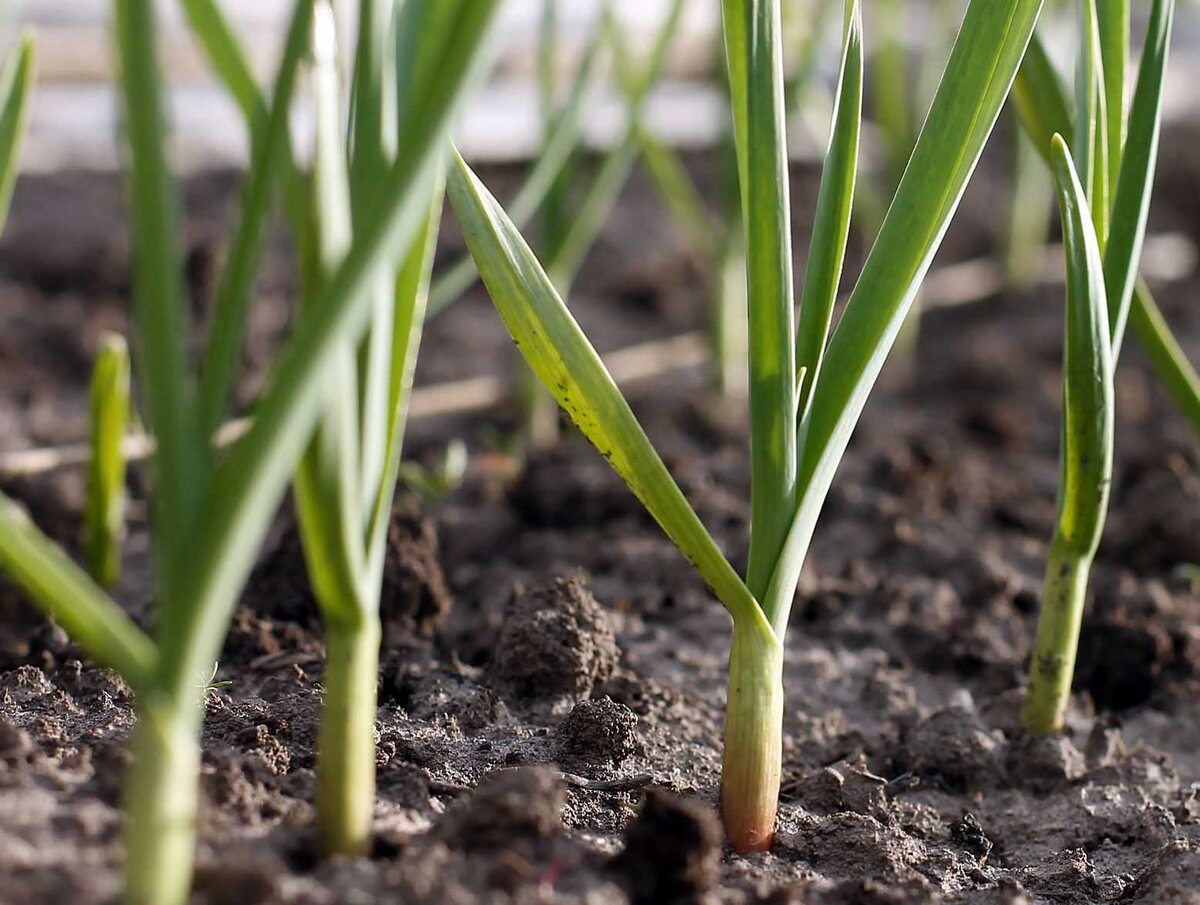 можно посадить озимый чеснок весной. посадка озимого чеснока. посадка озимого чеснока. посадка чеснока. всходы озимого чеснока.