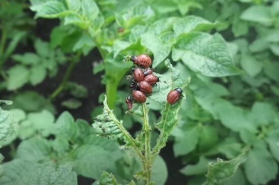 фото до обработки перед посадкой