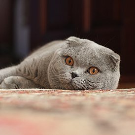 Шотландский вислоухий кот