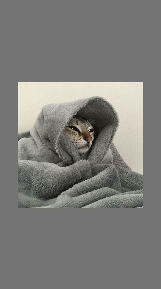 Начнем с котиков 