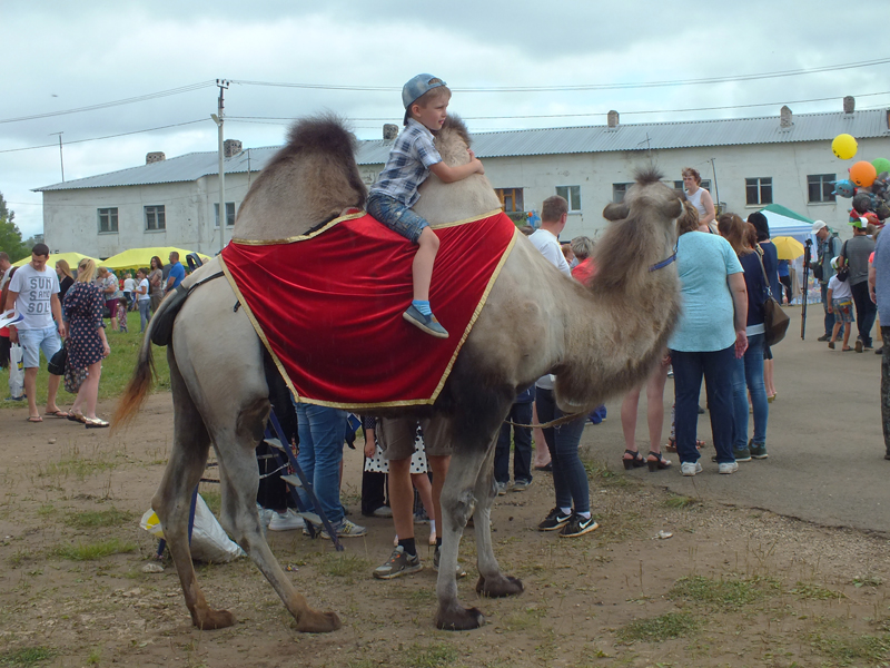 Истобенский верблюд. Архивное фото.