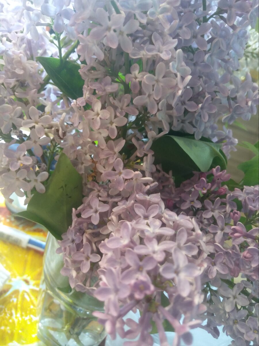 Сирень зацвела