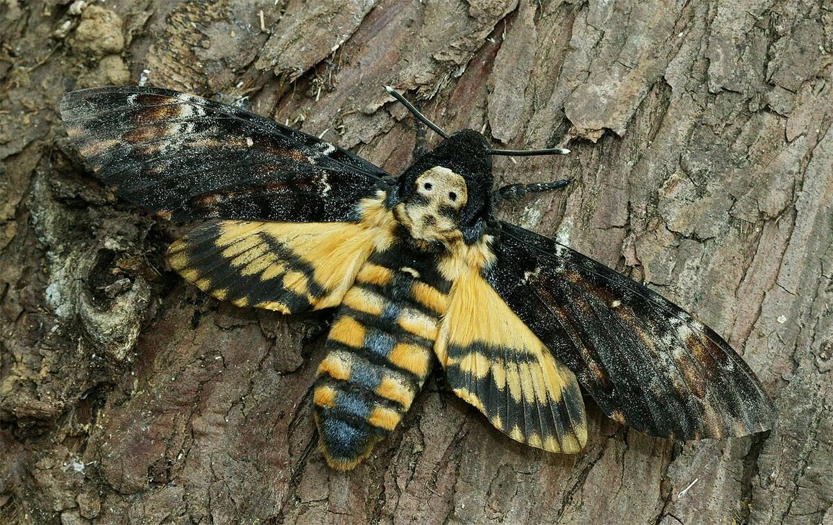 Мёртвая голова (acherontia atropos). Бабочка бражник мертвая голова. Бабочка бражник мертвая голова. Мотылек бражник мертвая голова. Бражник мёртвая голова гусеница.