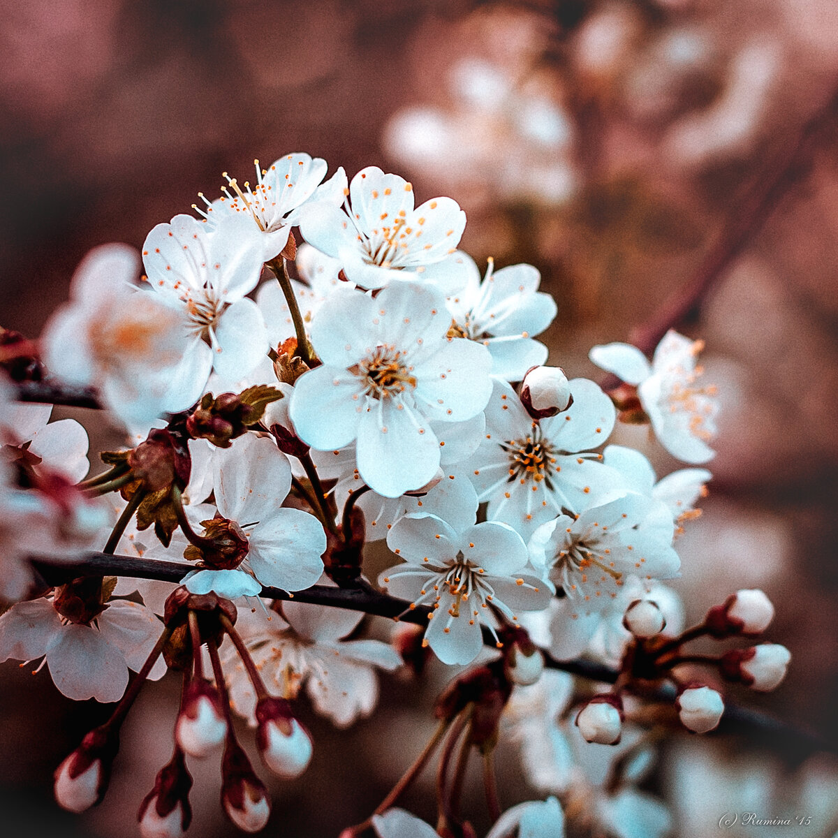 Фотограф Екатерина Кузнецова https://vk.com/rumina_photo