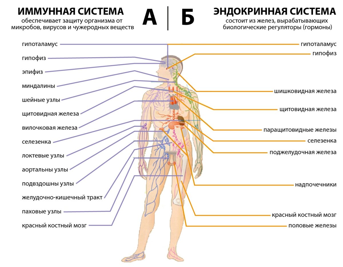 Иммунитет Ученика как один из факторов восприимчивости Ученика к обучению