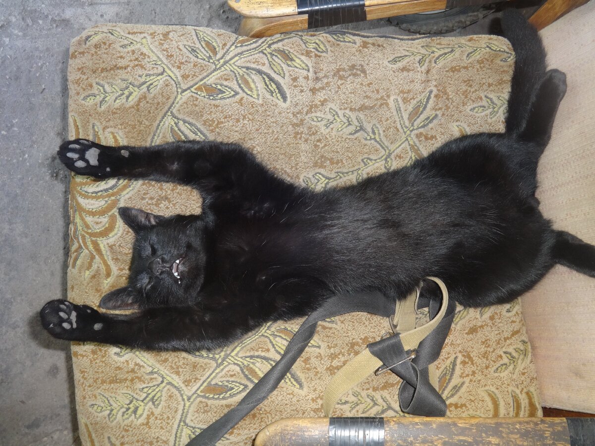 Уставший отец большого семейства)