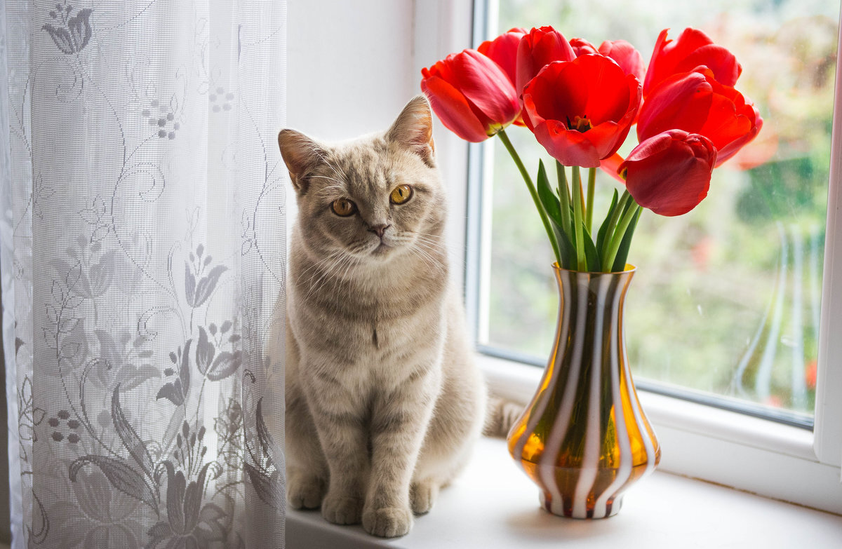 Доброе весеннее утро с котятами. Кошка с тюльпанами. Котенок с тюльпанами. Кошка с цветами. Кошка с цветами в вазе.