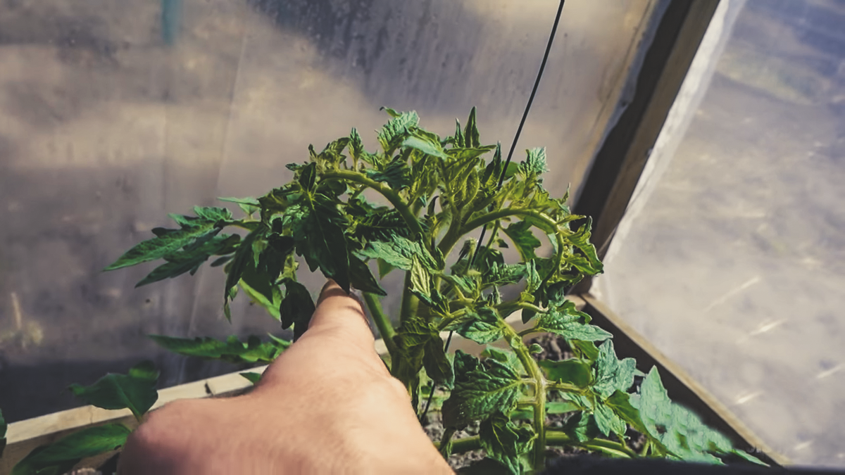 фото взято из Яндекс картинки