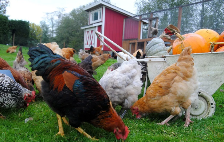 Фотография взята из источника  pro-kur.ru