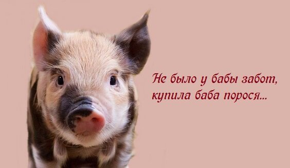 Моя новая "порося", хоть и приносит много забот, зато потом...