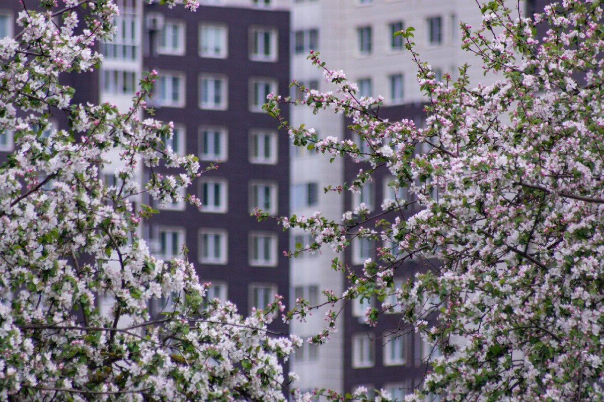 Вид на сад с обратной стороны 