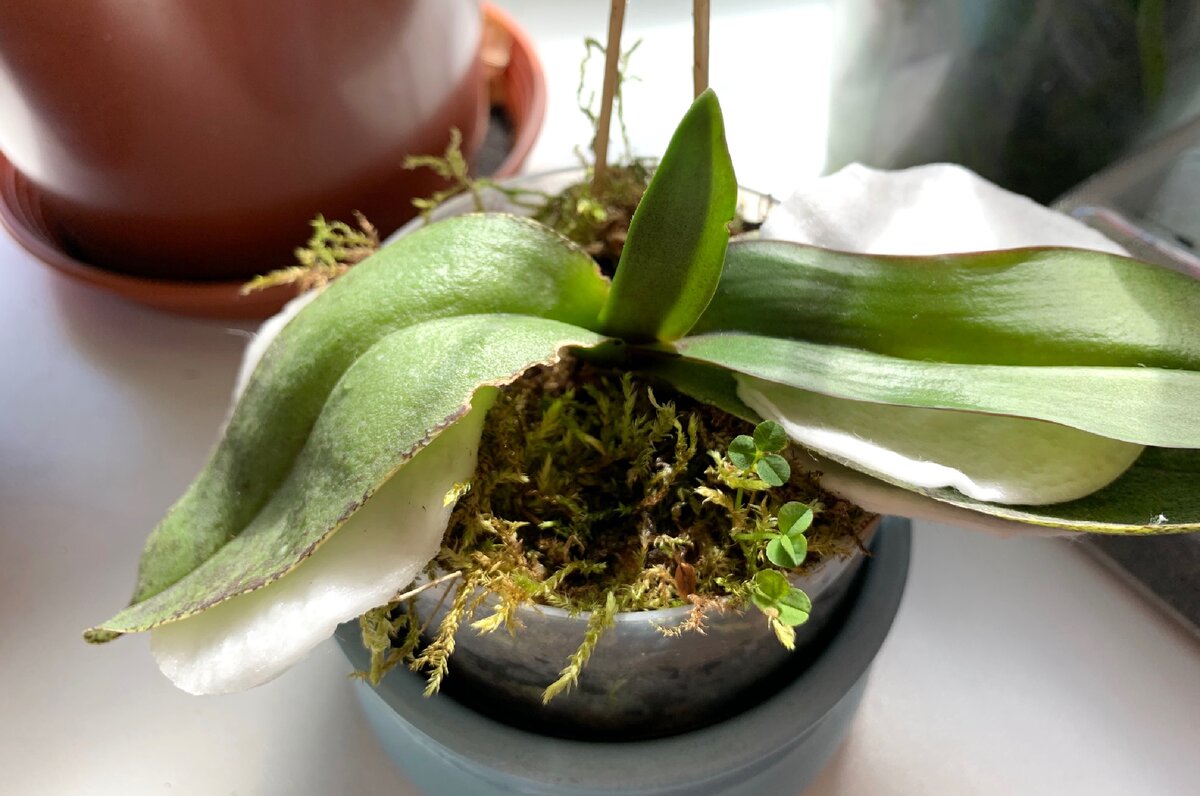 Почему вянут листья орхидеи фаленопсис, повреждение корневой системы