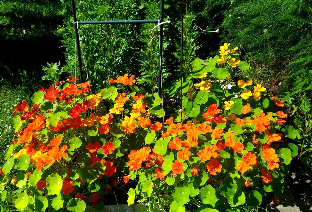 Настурция на клумбе 