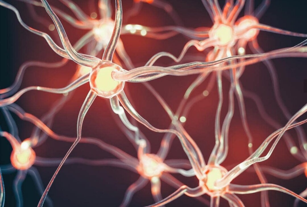 Нейронная сеть головного мозга