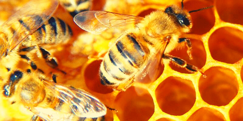 Пчела. Пчелиный яд. Апитерапия. Пчеловодство апитерапия