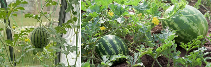 Выбор сорта северного арбуза