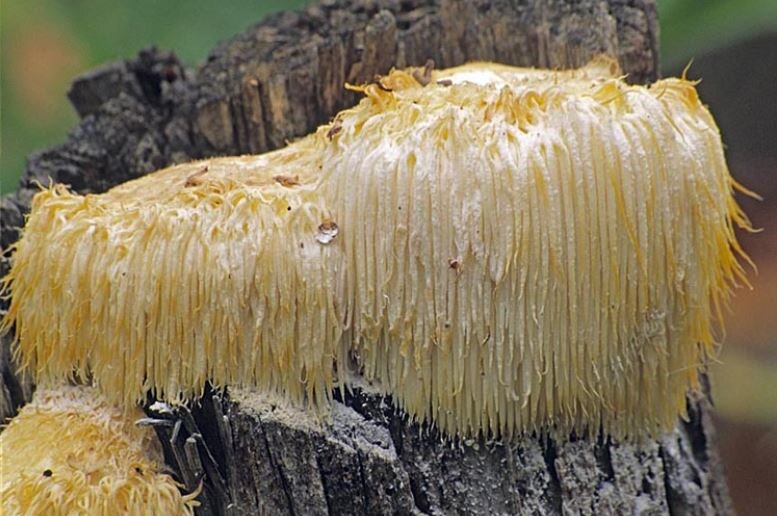 Ежевик Гребенчатый в природе. 