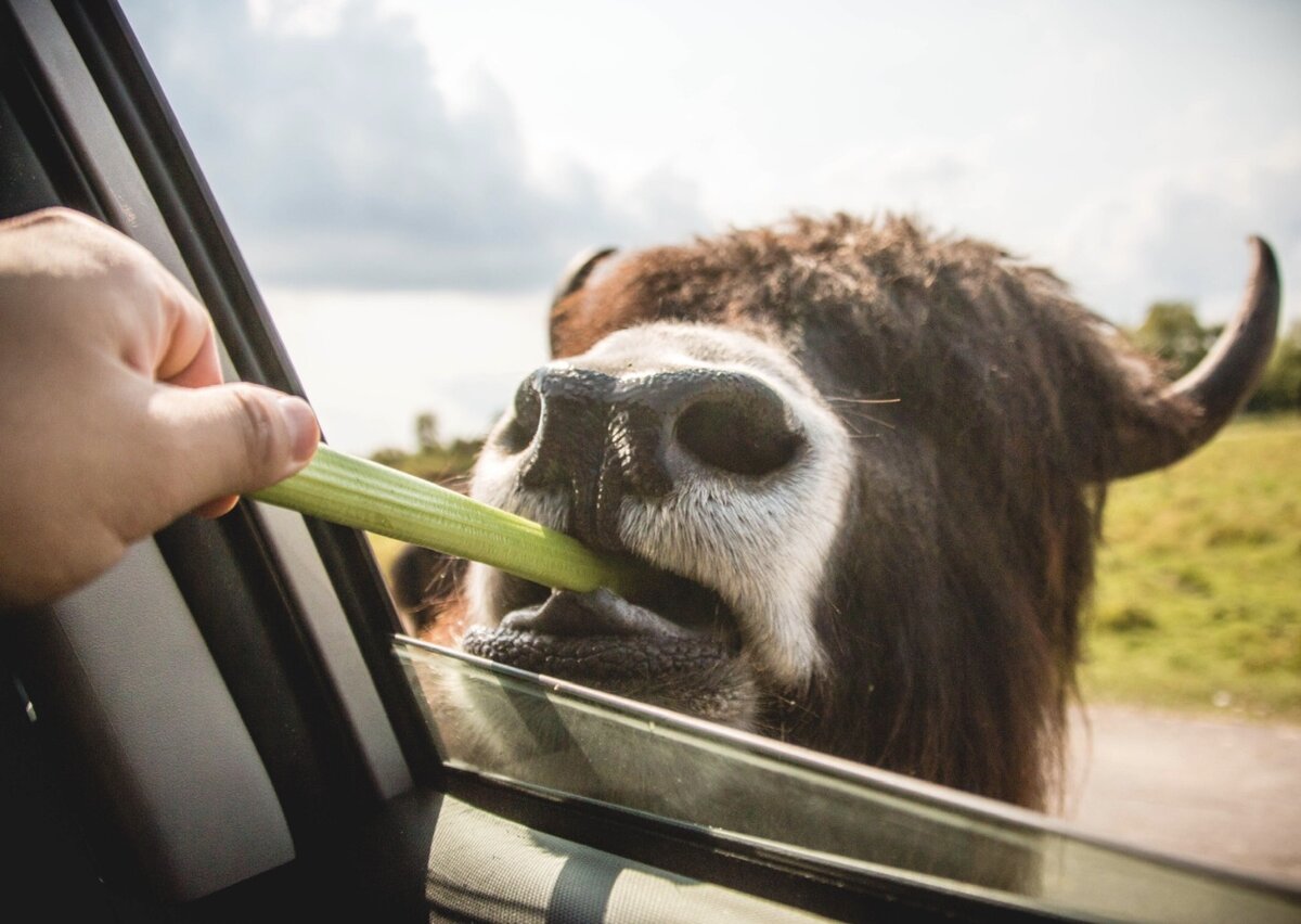 Фото автора Eric Esma: Pexels