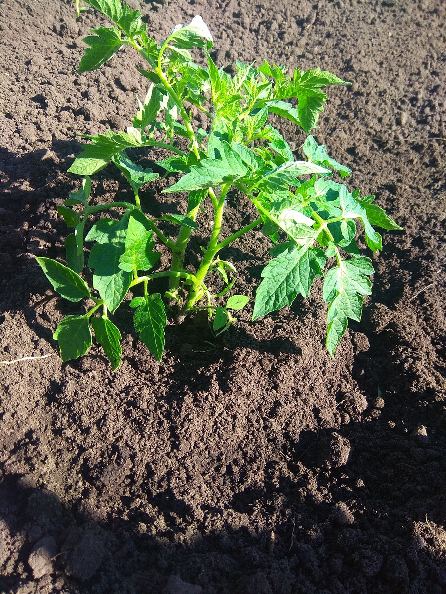 Растение томата, высаженное в открытый грунт 10 часов назад