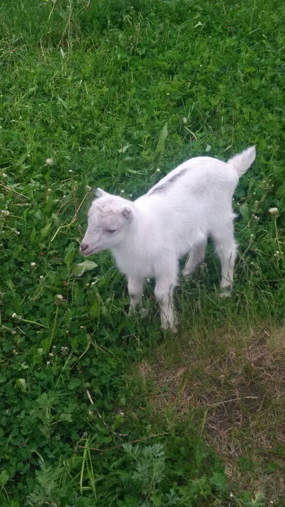 Раньше были ламанчи