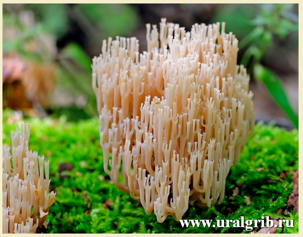 Клавикорона крыночковидная, Артомицес крыночковидный (Artomyces pyxidatus) - съедобный гриб из рода Артомицес семейства Аурискальповые.