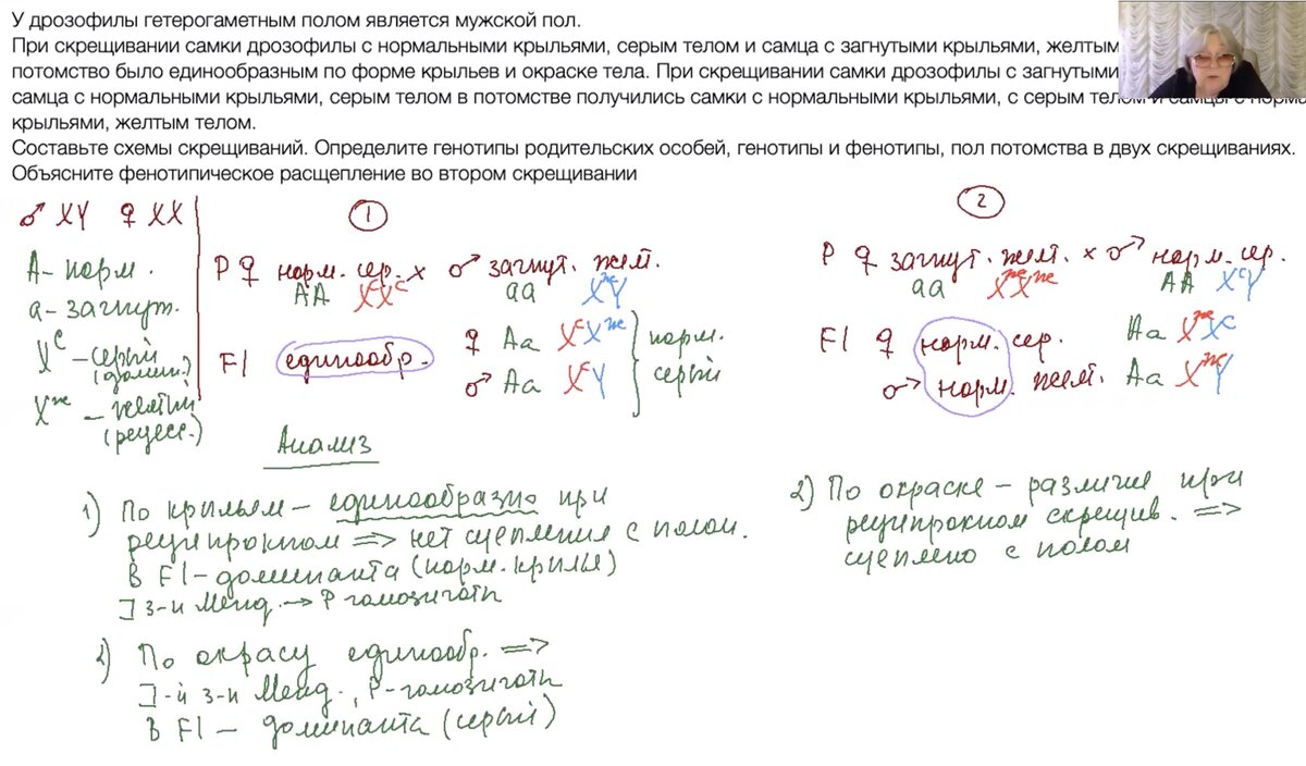 Задачи генетика егэ презентация