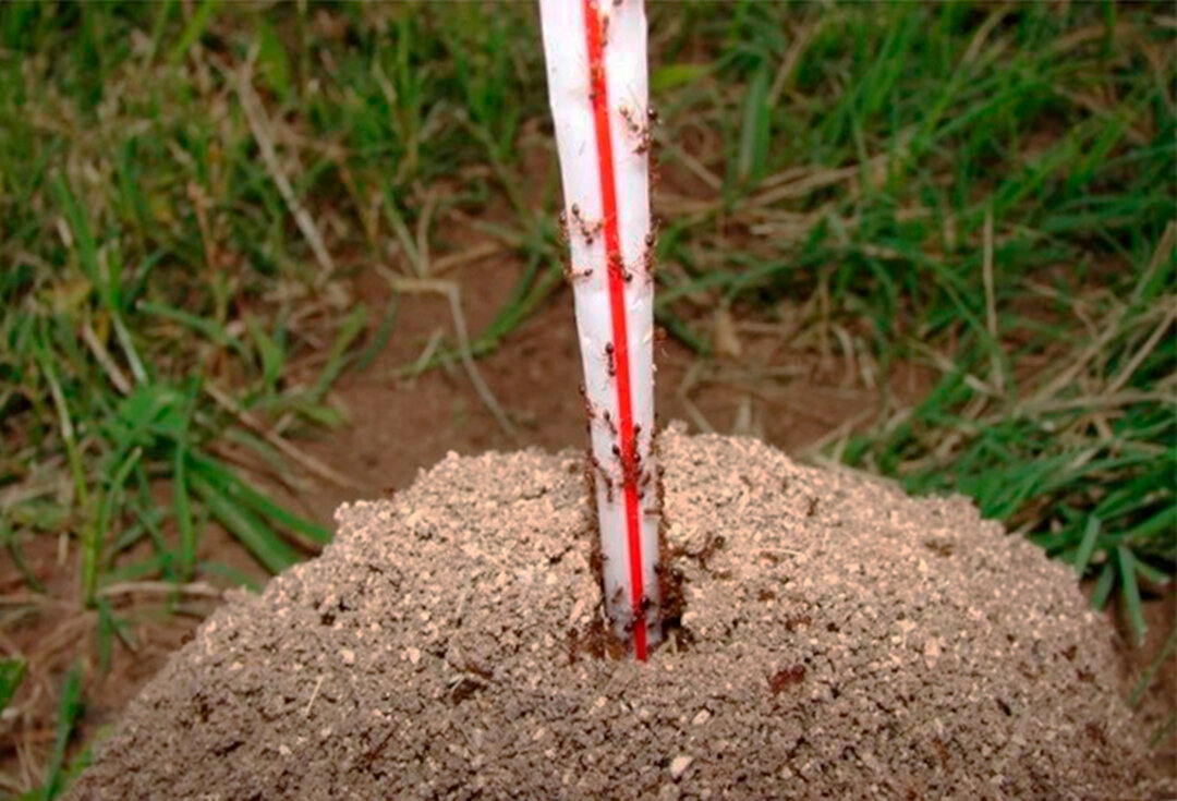 Насекомые отнимают много сил у любого садовода. Но беда не приходит одна. Из-за муравьев на участке появляется прожорливая до молодых побегов тля. Колорадский жук - еще более жадный вредитель.