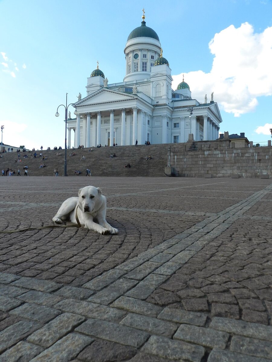 Наша собака Сальма в центре Хельсинки. Как видите, без намордника, они там запрещены