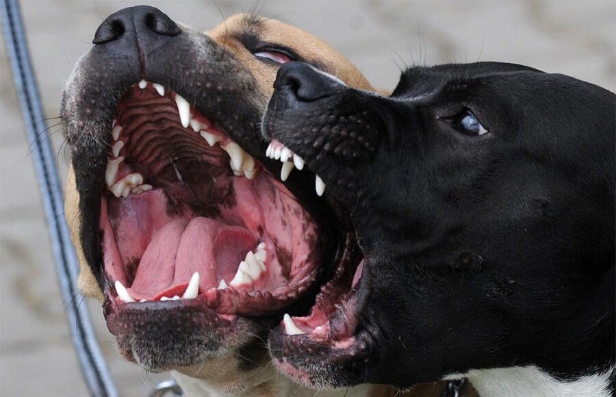 Яндекс картинки Собаки дерутся