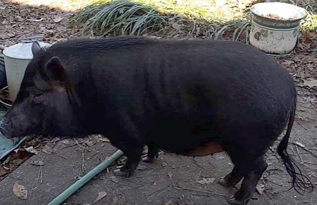 13 свиней. Вьетнамская вислобрюхая свинья. Фотографии свиноворота 100 свиней. Свиноворот свиней ремикс.