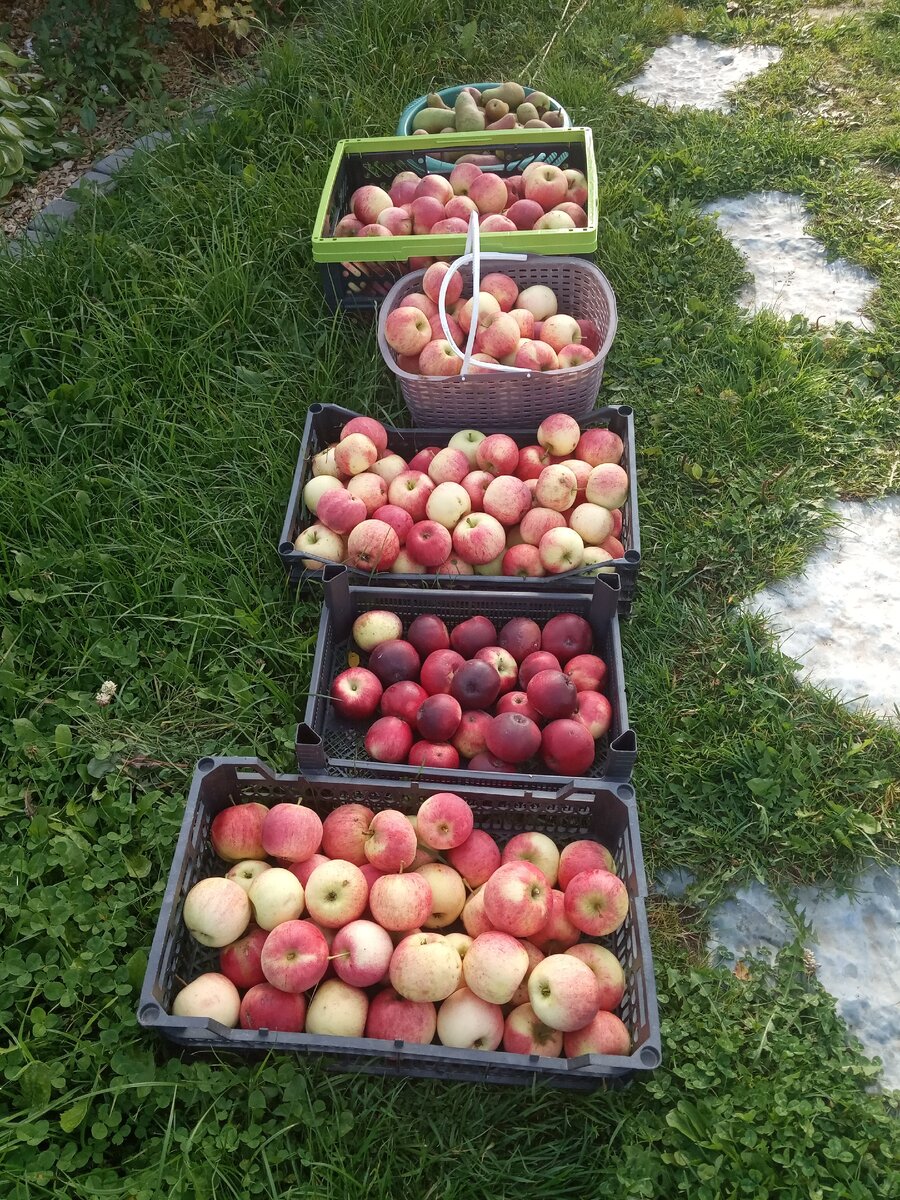 Урожай яблок