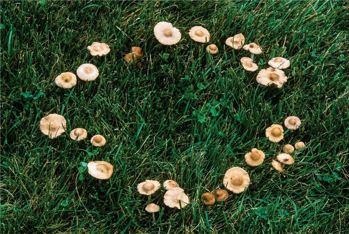Ведьмин круг грибы
