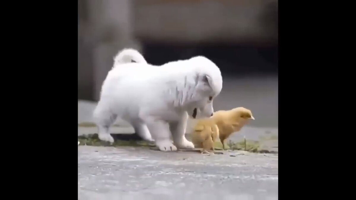 Однажды люди заметили как маленький щенок играется с цыплятами и засняли это на видео)
Такое явление не редко можно замечать, так как щенки сами по себе очень дружелюбные.-2