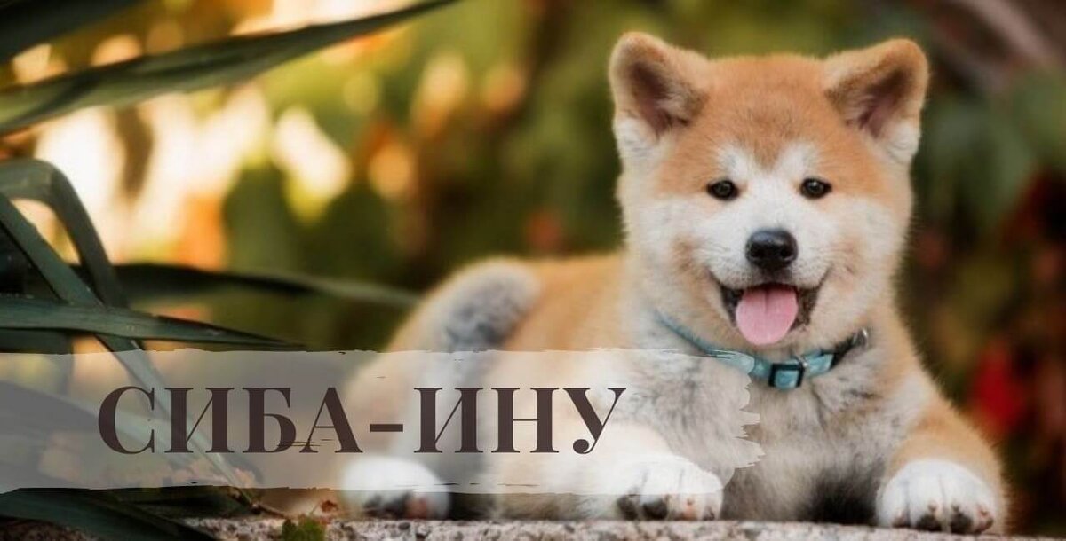 Порода Сиба-ину
