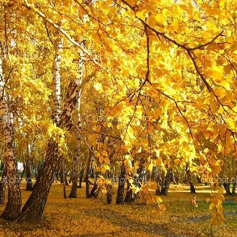 Осень во всех красках