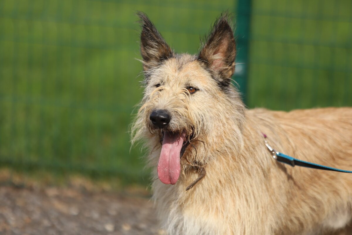 Приют Солнцево. Ютос: 8 926 330 35 51 